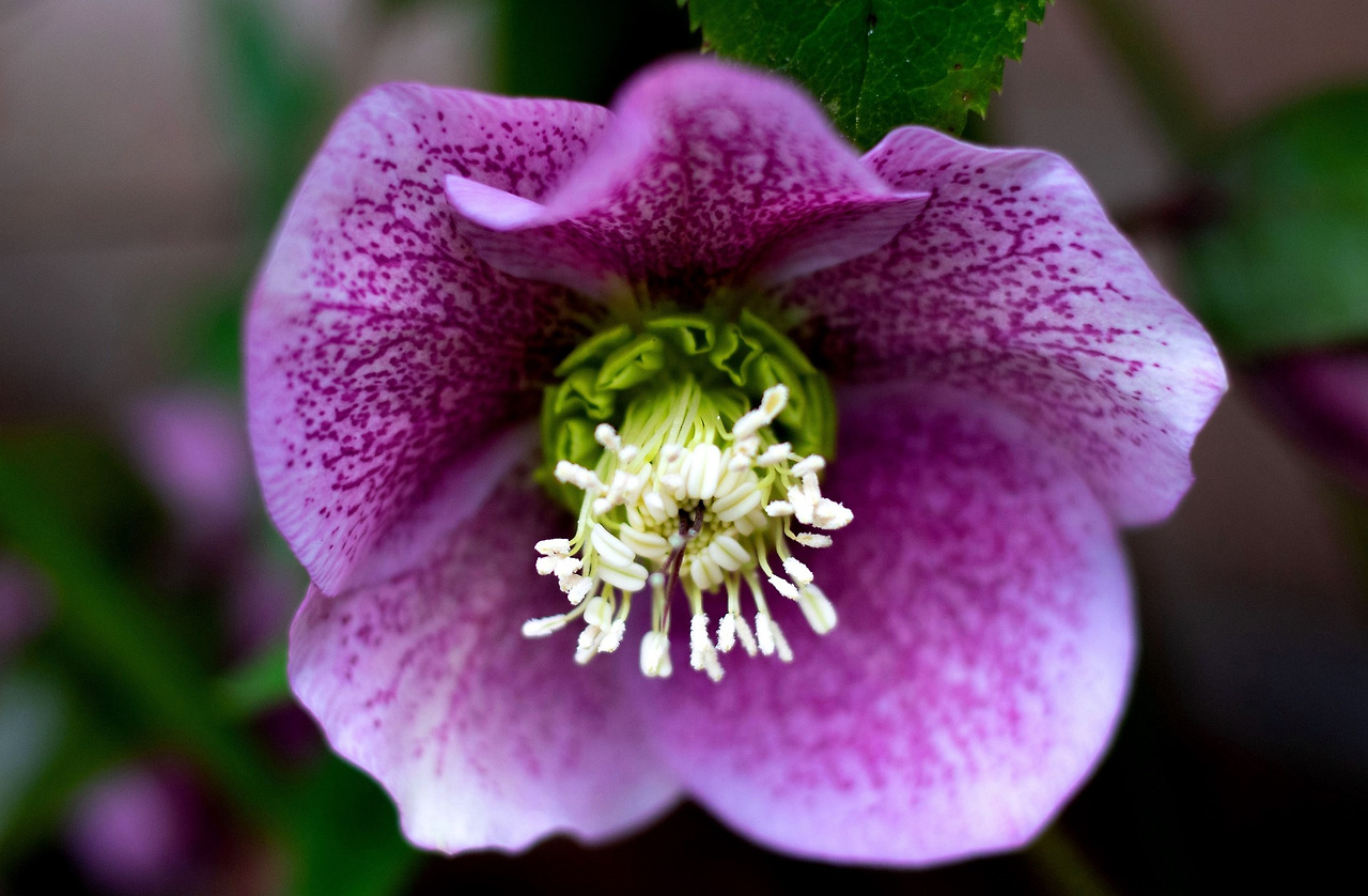 hellebore-4896756_1920.jpg