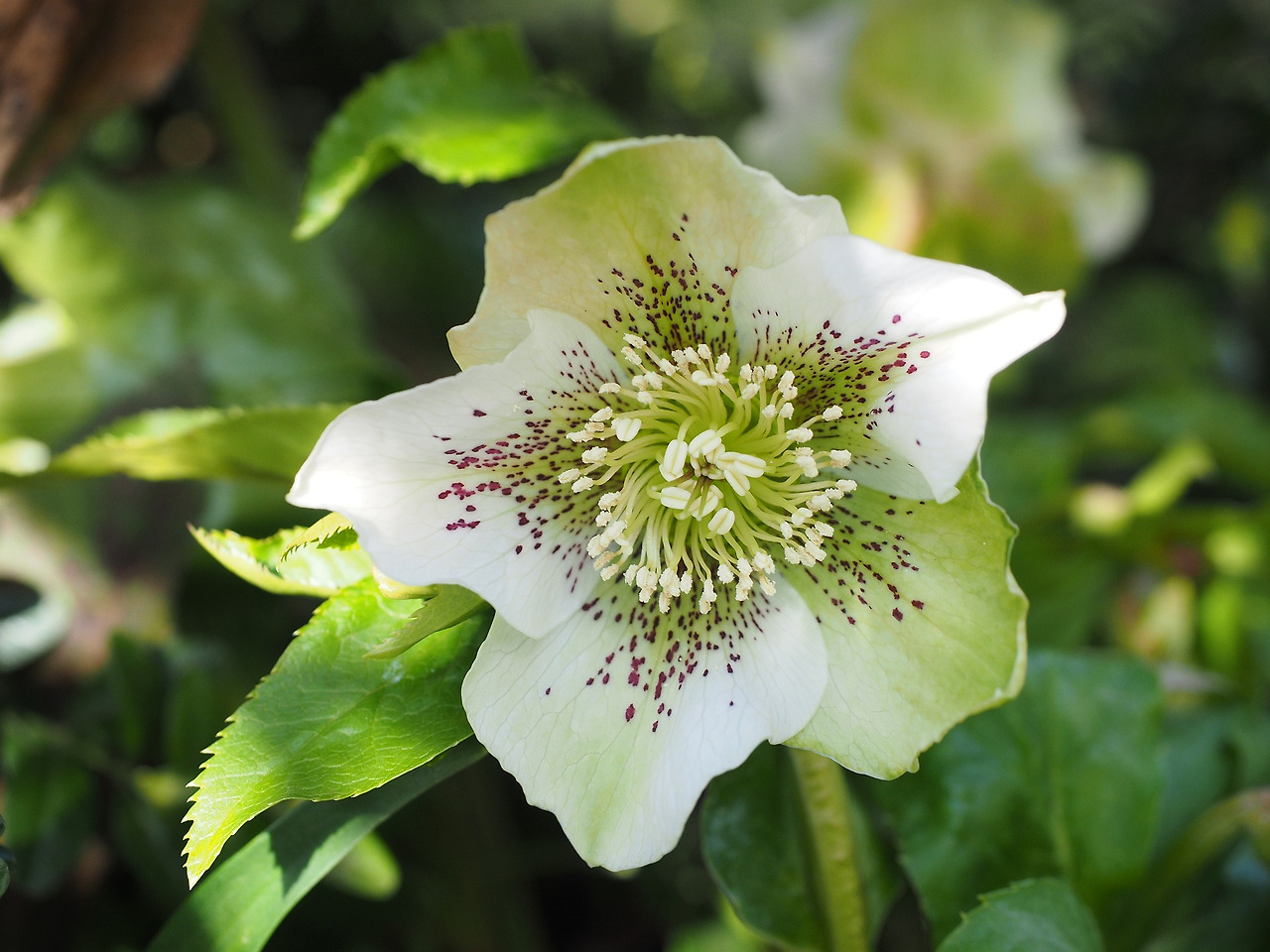 christmas-rose-1024872_1920.jpg