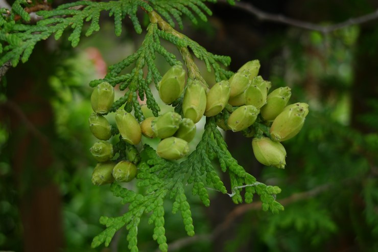 P1410095 서양측백나무 꽃.jpg