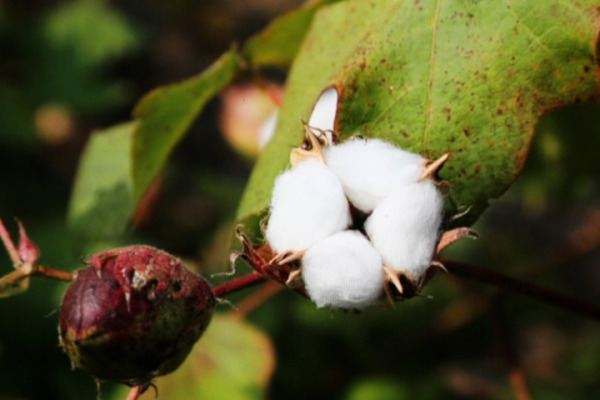 61185_58705_373 씨앗을 맺을 때 생기는 털을 이용해 솜과 무명을 만드는 목화. 보은에서는 10월 중순이면 다래가 벌어지면서 하얀 솜 뭉치가 터져 나와 물래로 실을 만들었다. 보은사람들.jpg