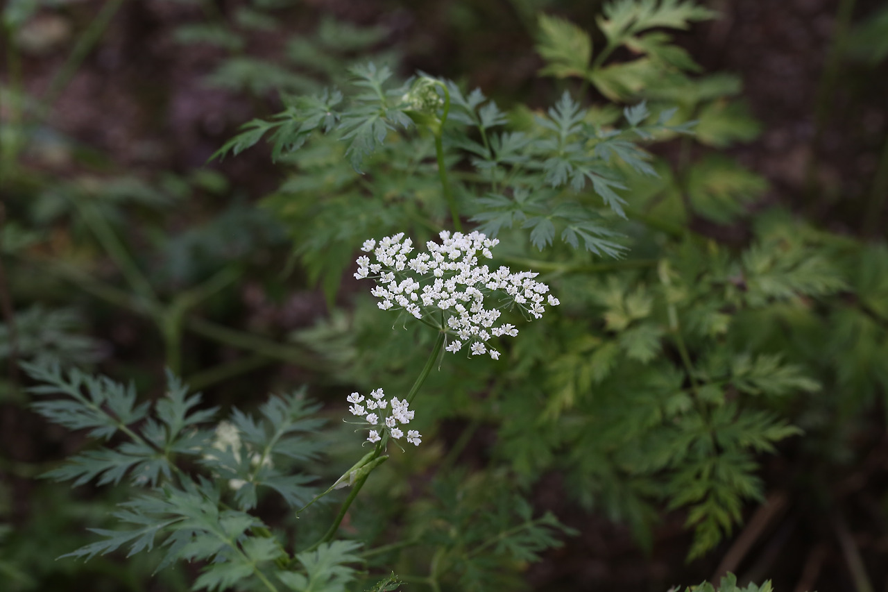 천궁 이미지 출처 이미지 출처  국립생물자원관 국가생물종지식정보시스템 (4).jpg