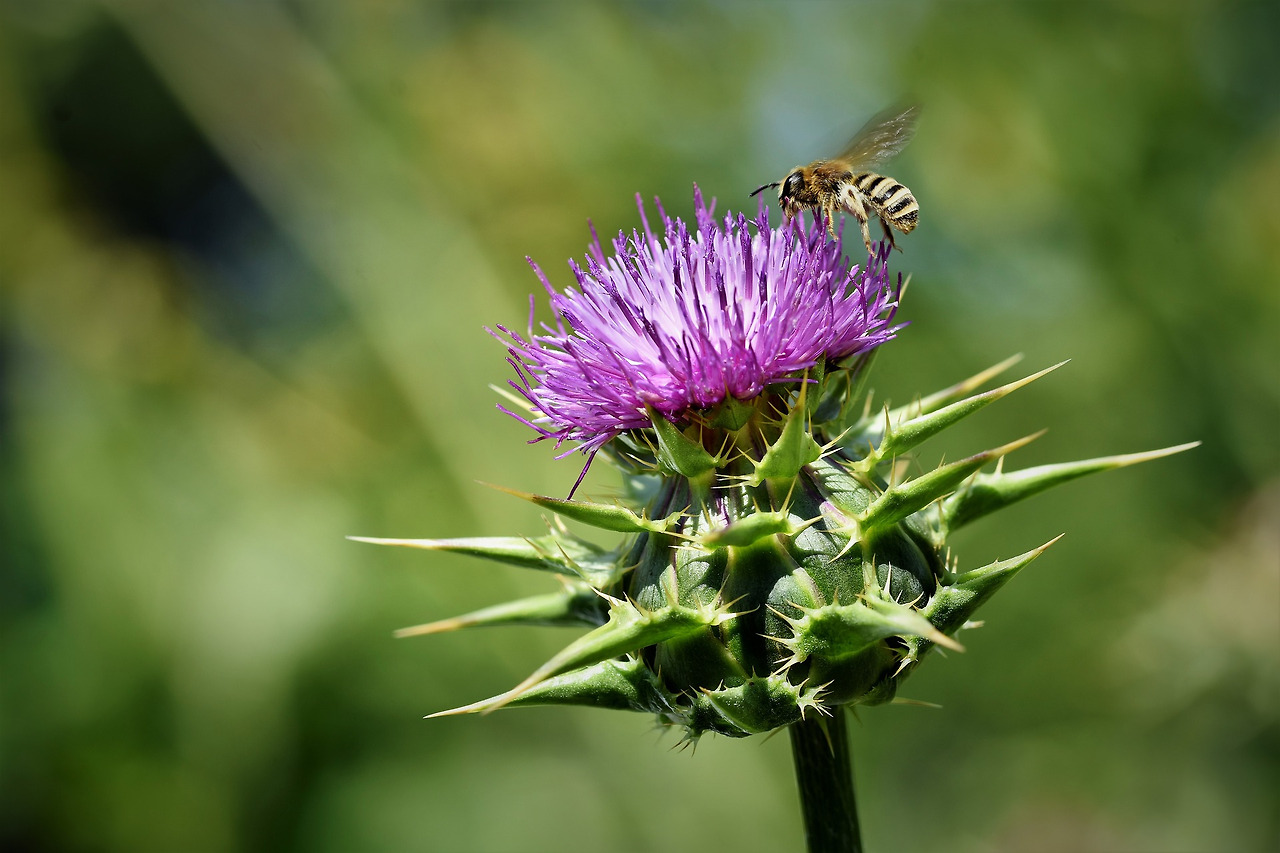 thistle-4408659_1920.jpg