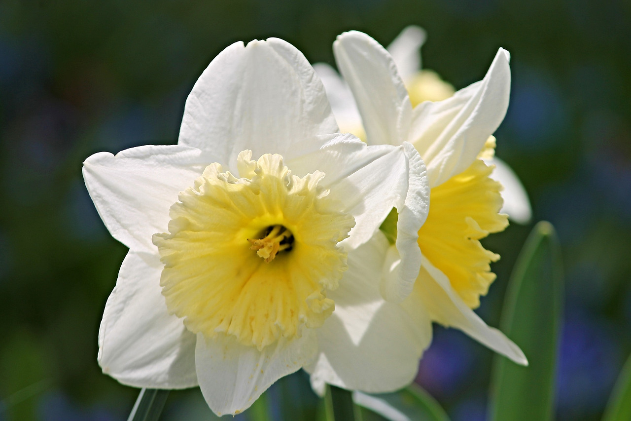 daffodil-3308380_1920.jpg