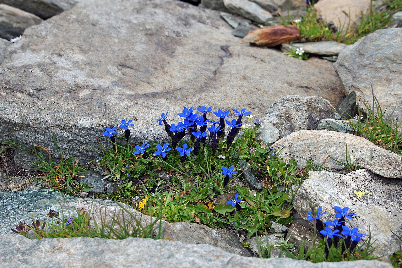 alpine-flowers-5069684_1920.jpg
