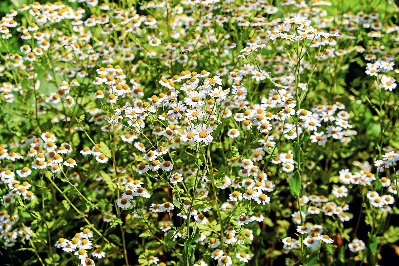 chamomile-1497183_1920.jpg
