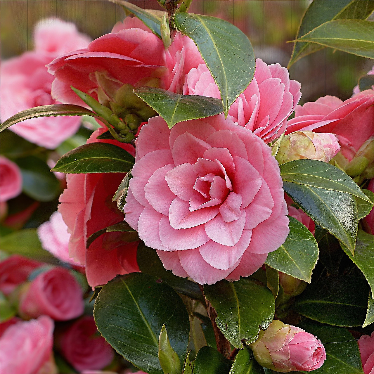 camellia-2208531_1920.jpg