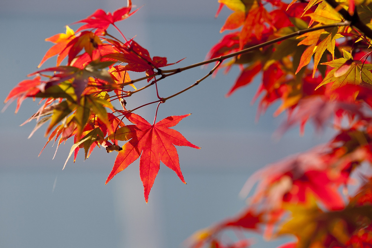 autumn-leaves-2916638_1920.jpg