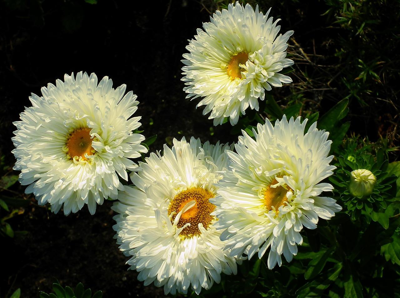 asters-4431503_1920 (1).jpg