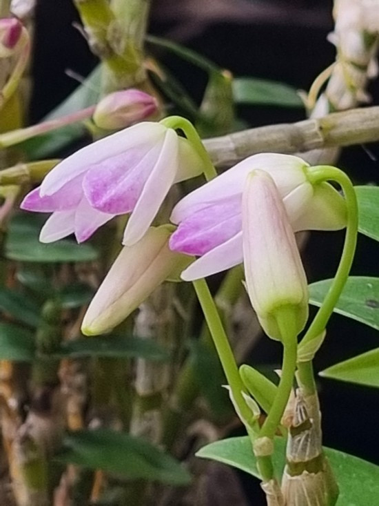 20220213_095025 석곡.jpg