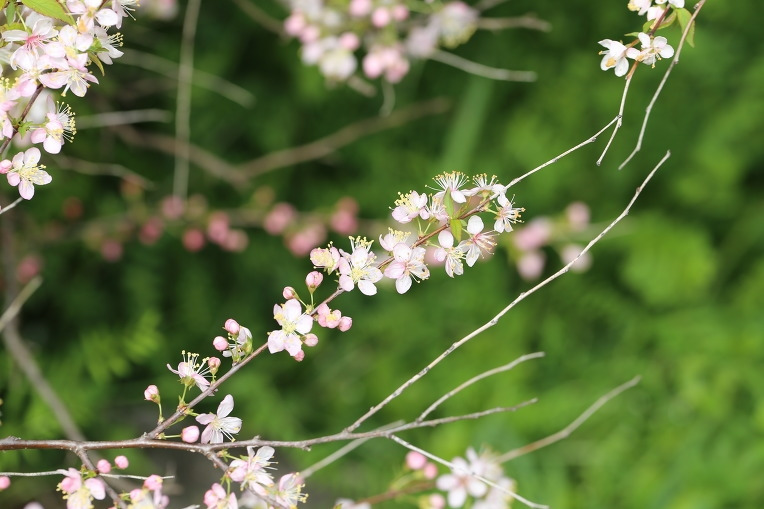 265CEE4E57893EB319 이스라지1 (산옥매).jpg