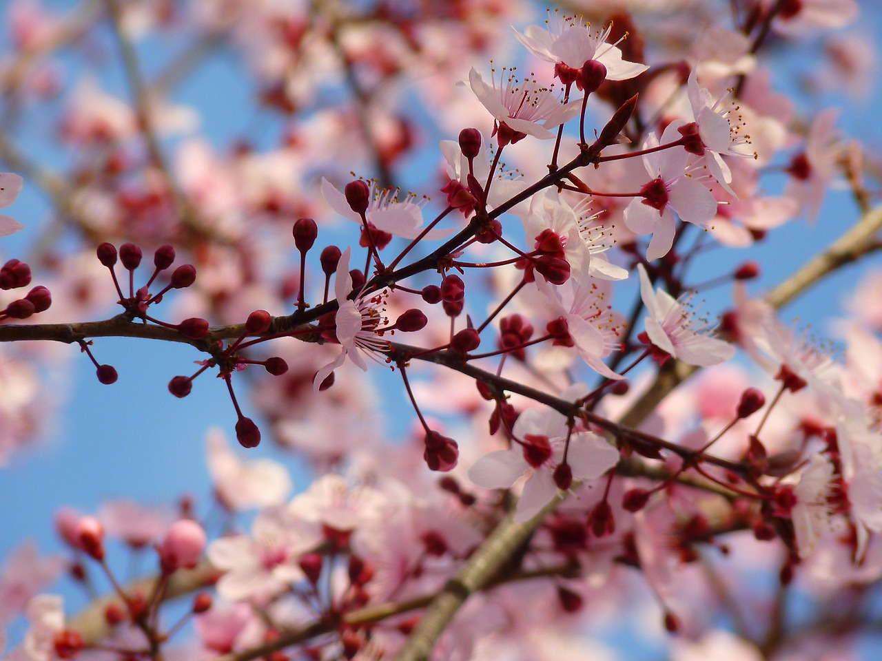 almond-blossom-5290_1920.jpg