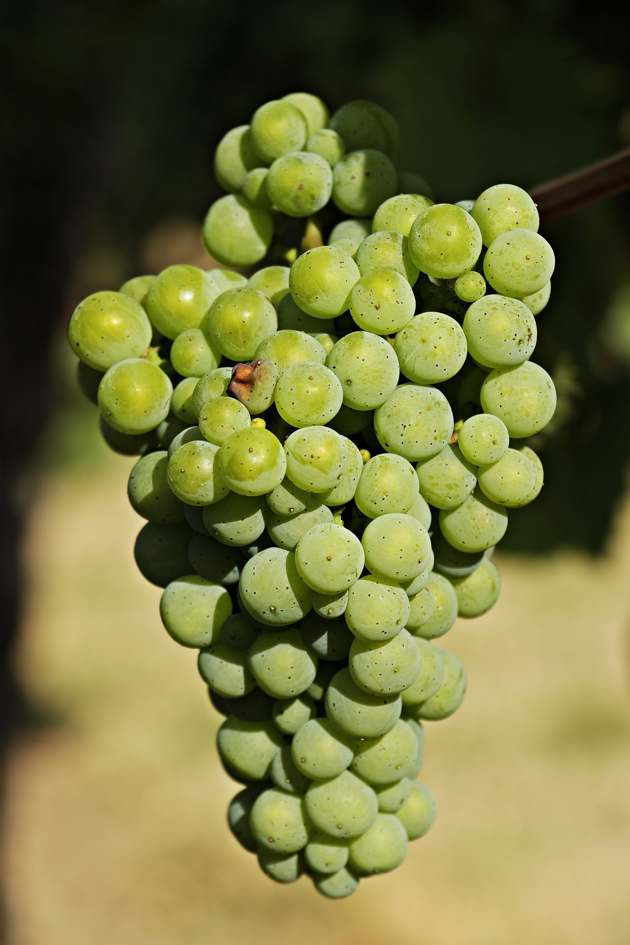grapes-3623692_1920.jpg