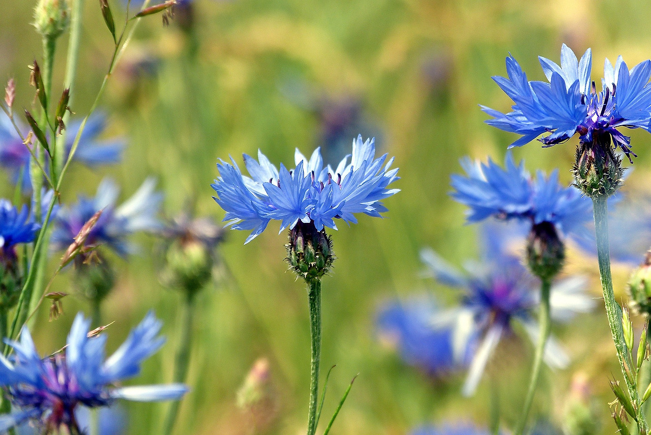 cornflower-4480569_1920.jpg