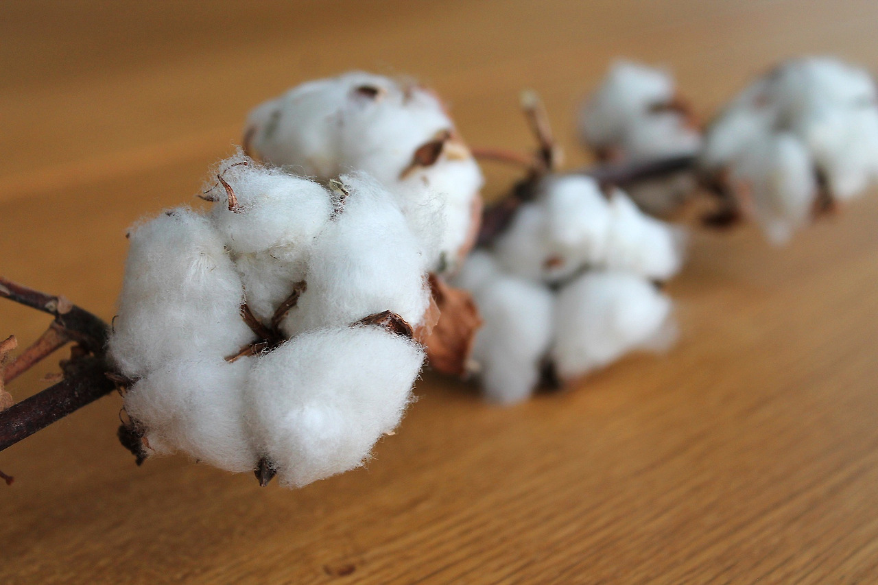 cotton-branch-1271038_1920.jpg