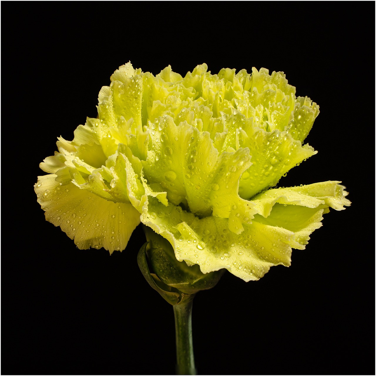 carnation-6007653_1280.jpg