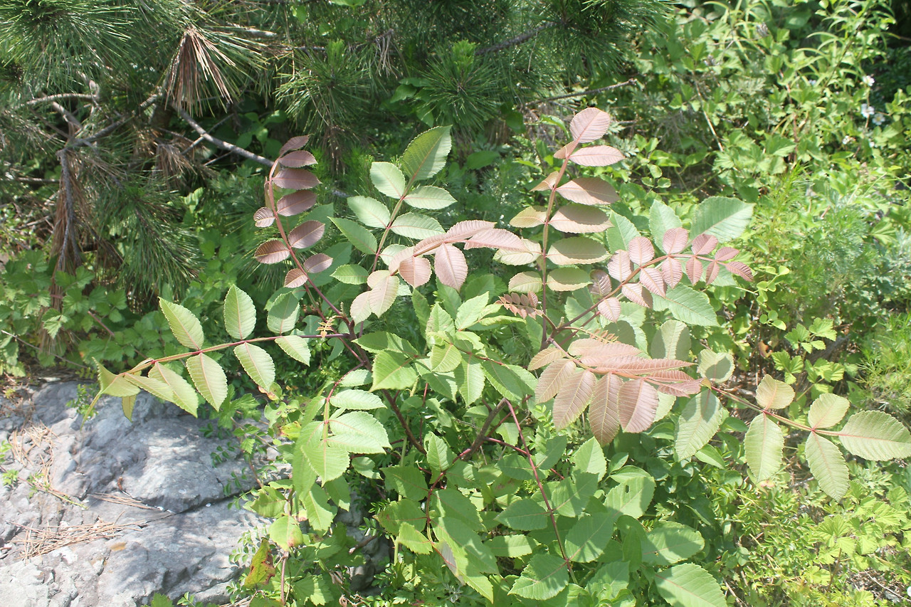 ib69_365_i3국립공원공단 생물종정보.jpg