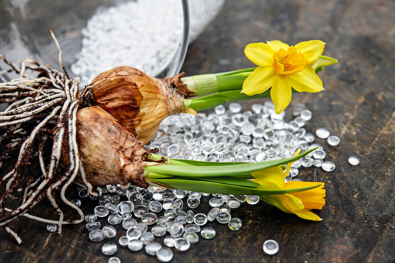 daffodils-2049847_1920.jpg