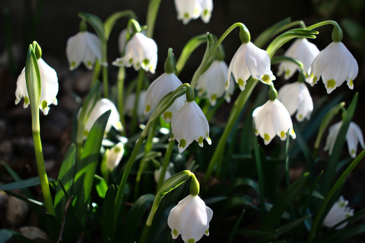 스노플레이크(Snowflake, 은방울수선화)