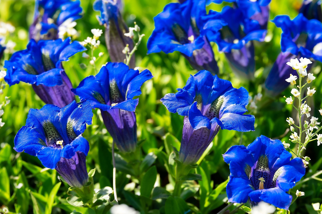 gentians-3360029_1920.jpg