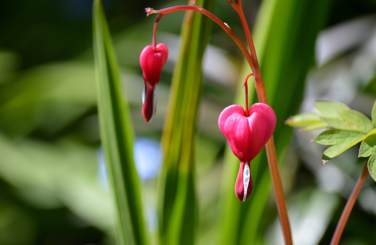 asian-bleeding-heart-7963687_1280.jpg