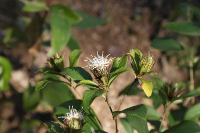삽주 백출 국립수목원 (10).jpg