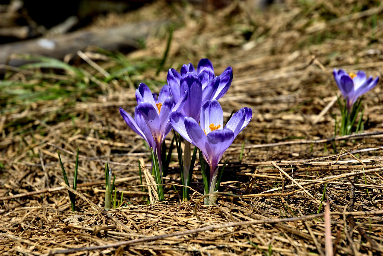 crocus-1034768_1920.jpg