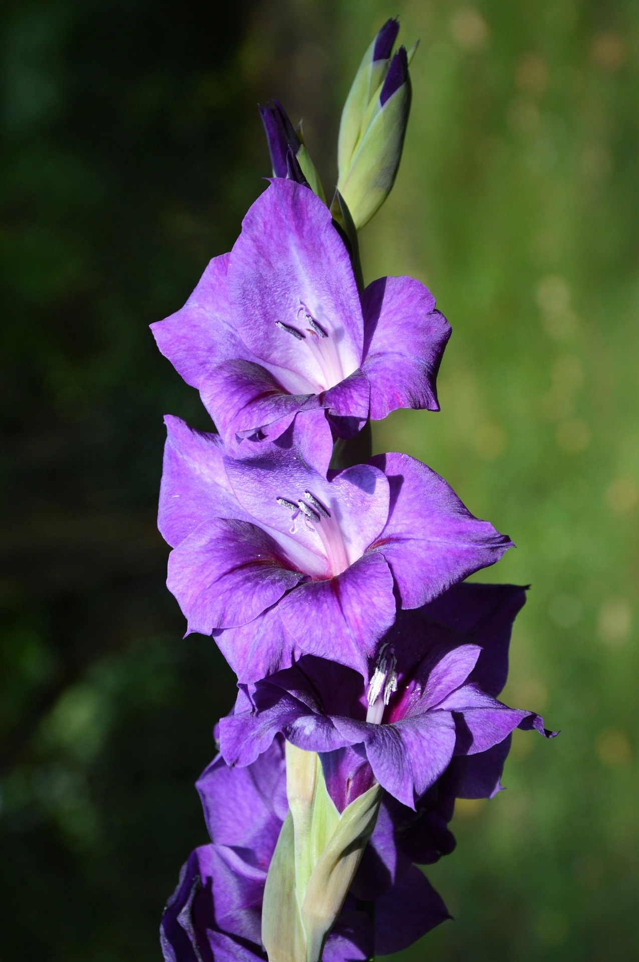 gladiolus-2549320_1920.jpg