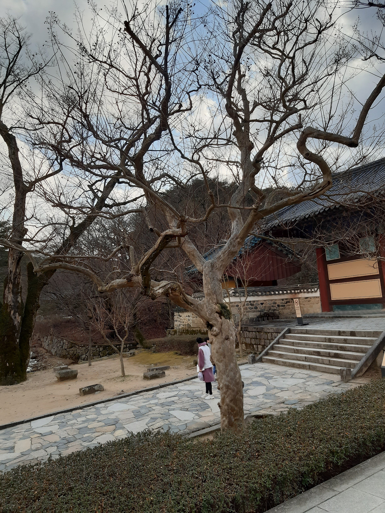 통도사 입구 베롱나무.jpg