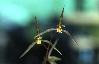 제주 한란, 제주도  (4).jpg