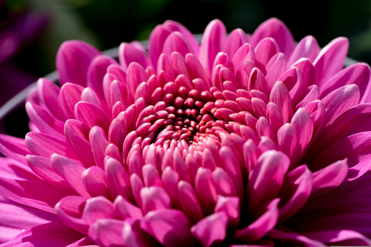 chrysanthemum-3778512_1920.jpg