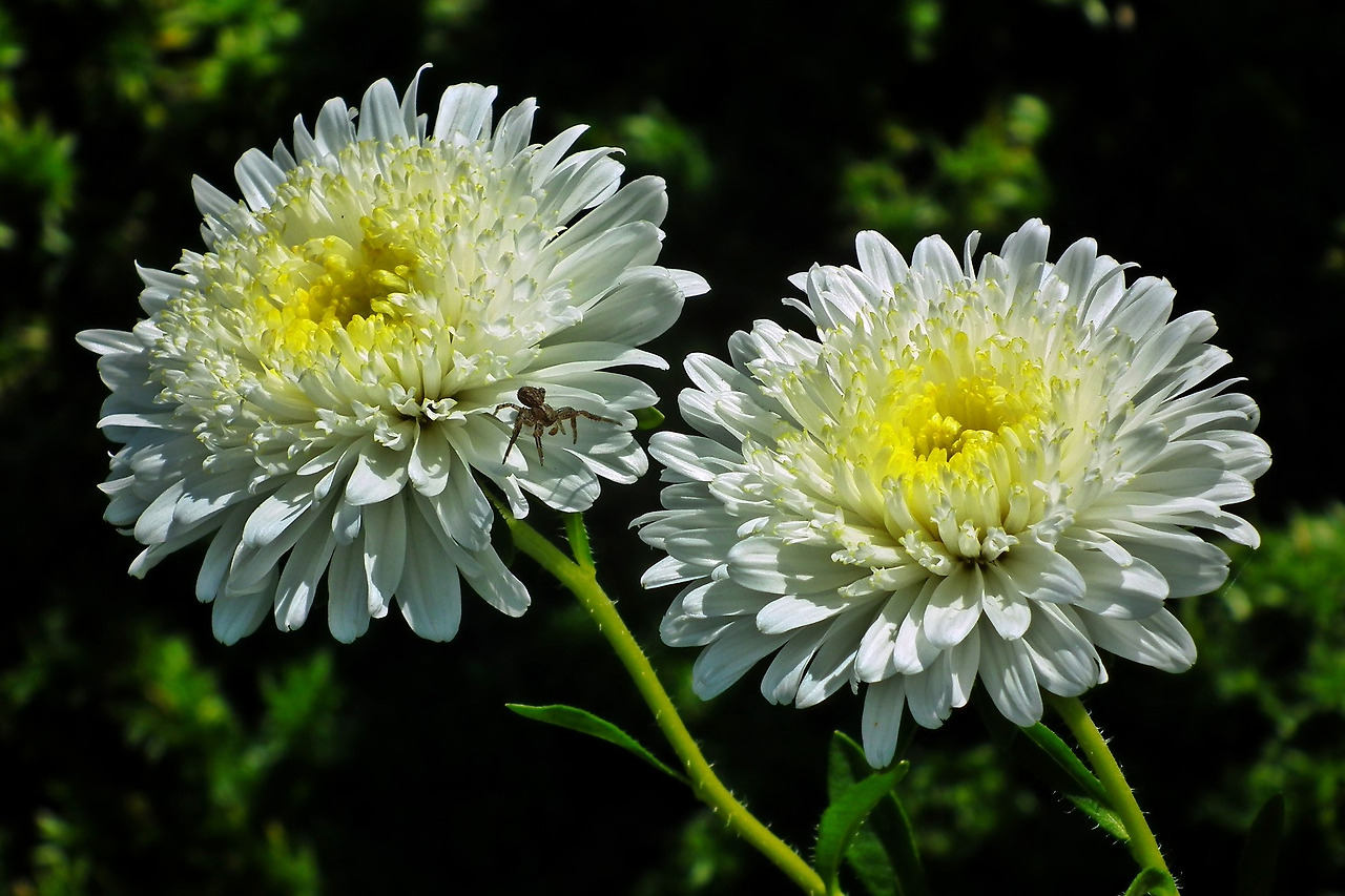 asters-3685063_1920.jpg