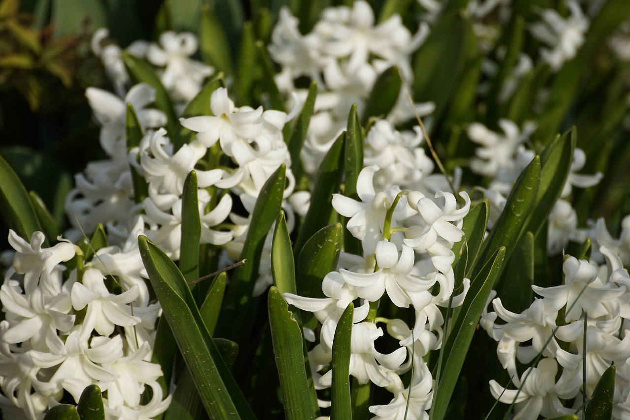 hyacinth-7113179_1920.jpg