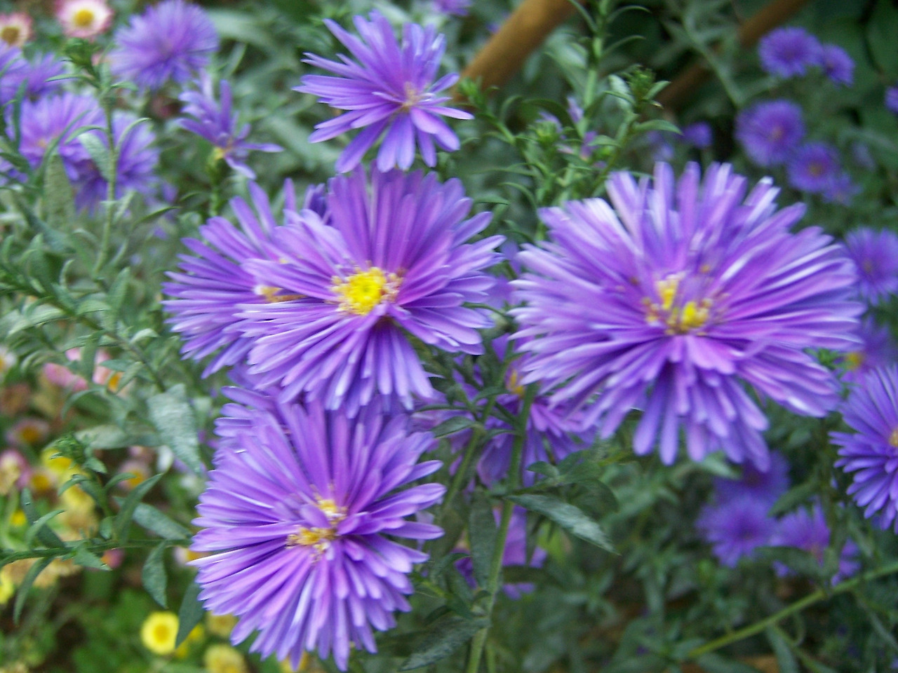 0 가 보라색꽃5.jpg