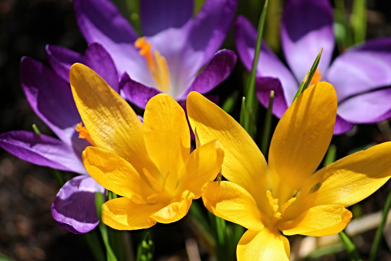crocus-3279111_1920.jpg