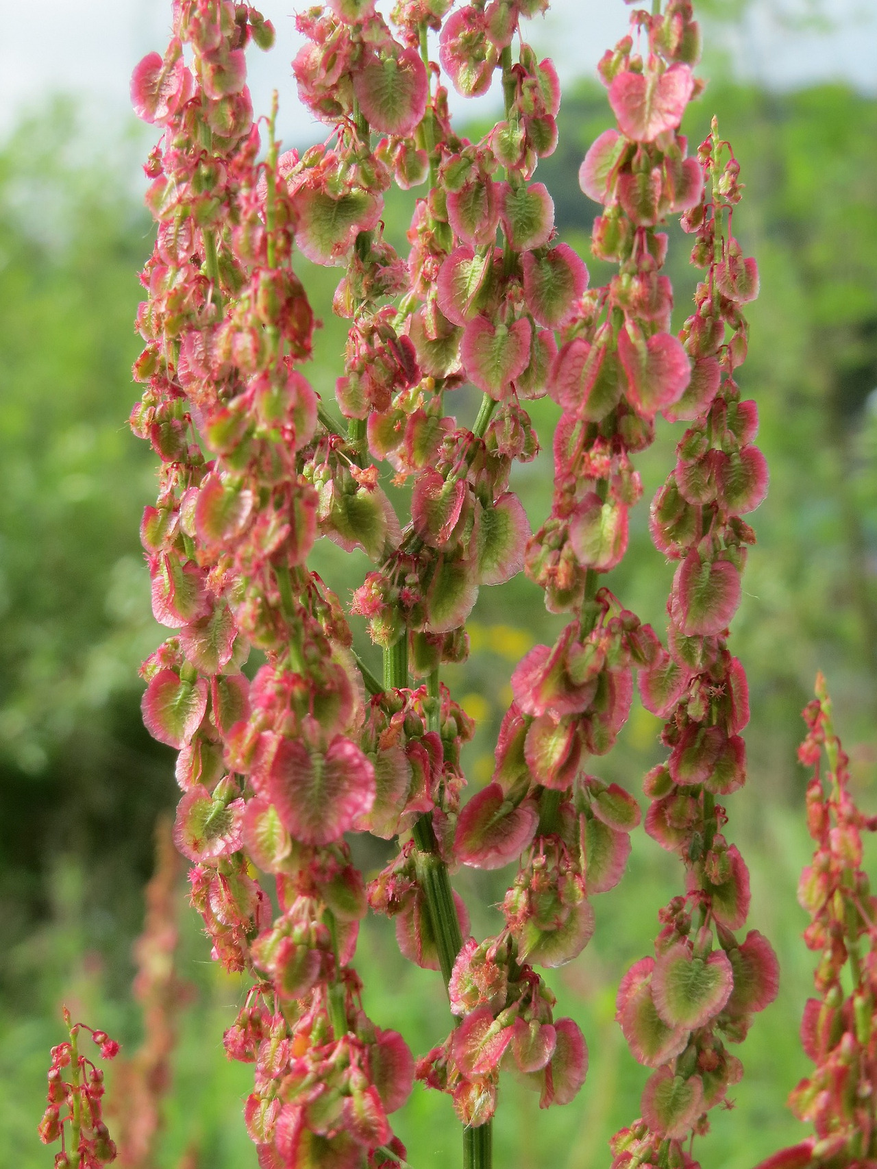 rumex-acetosa-855429_1920 (1).jpg
