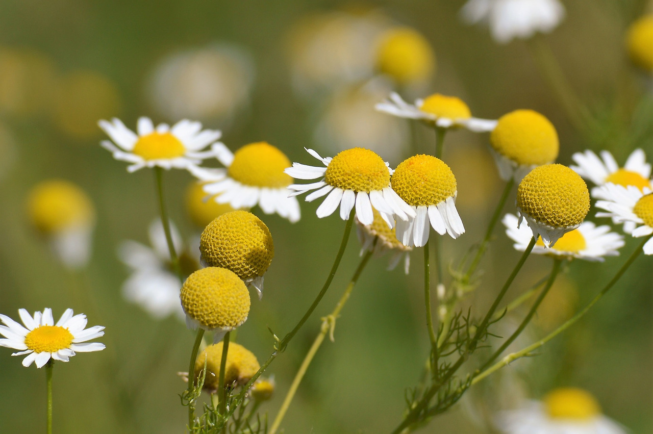 chamomile-3825609_1920.jpg
