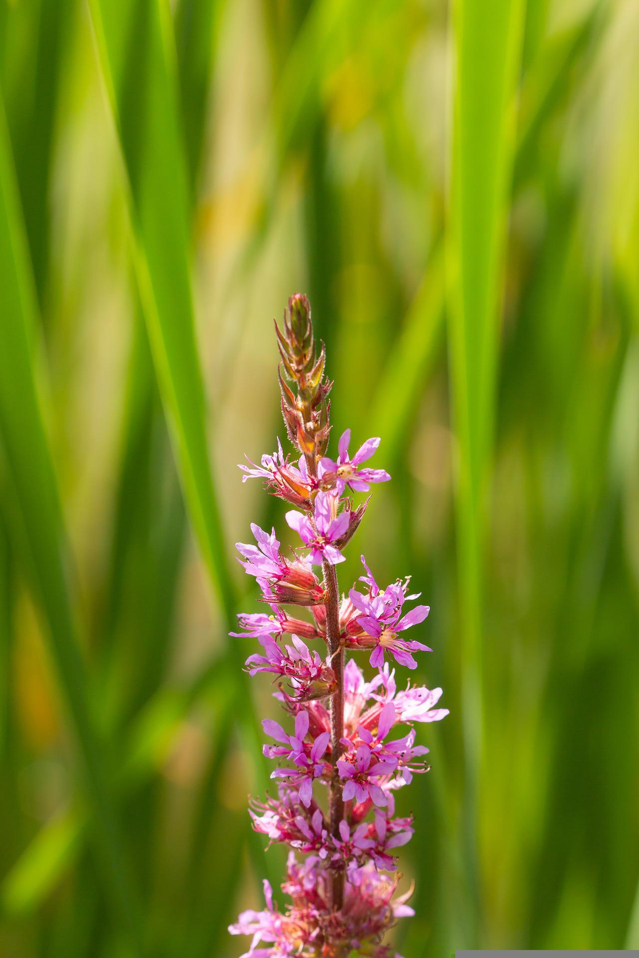 loosestrife-5373157_1920.jpg