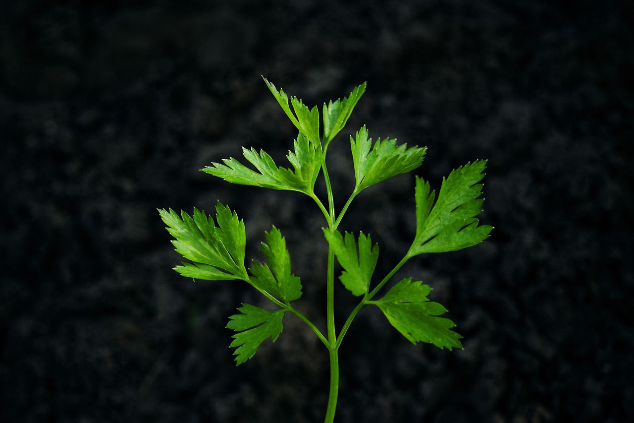 parsley-2755467_1920.jpg