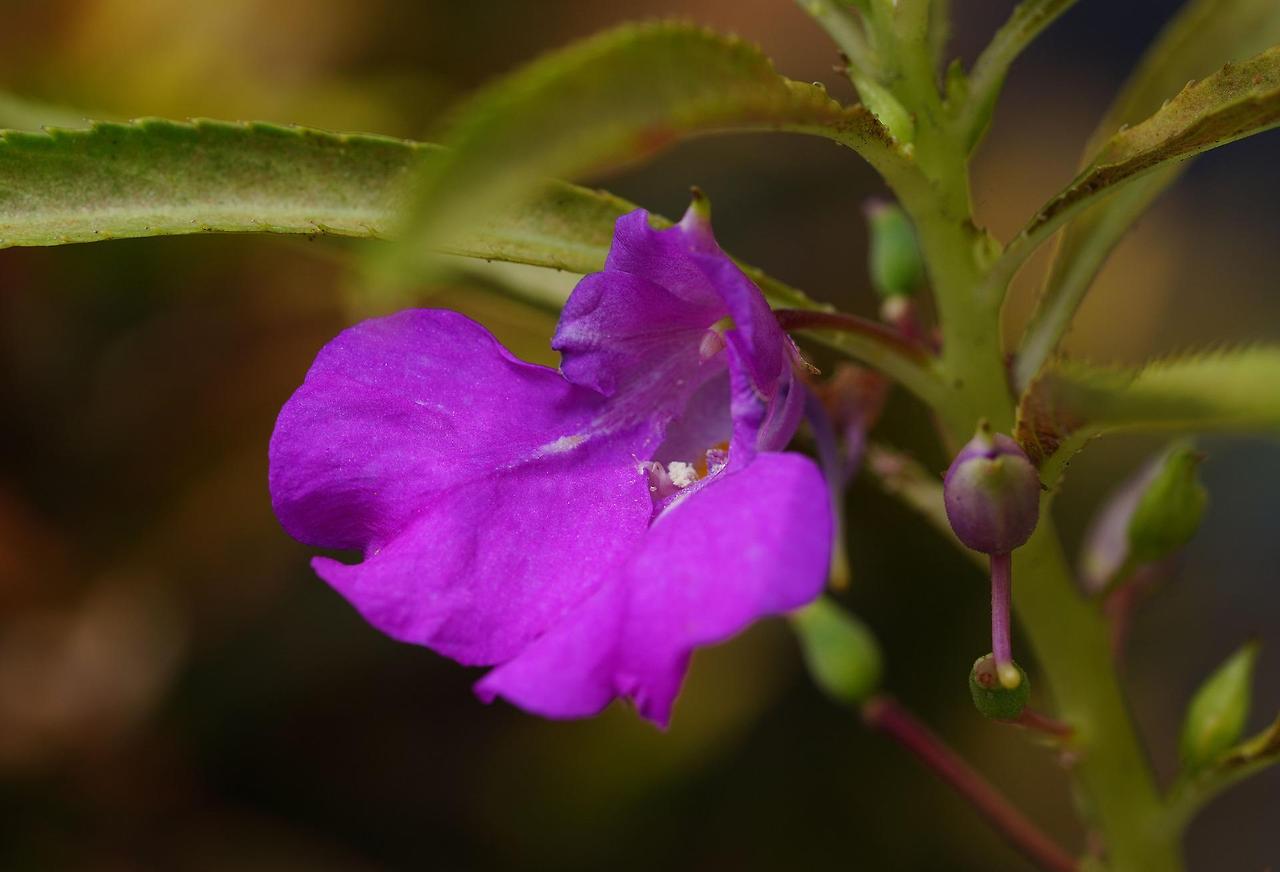 impatiens-balsamina-6864410_1920.jpg