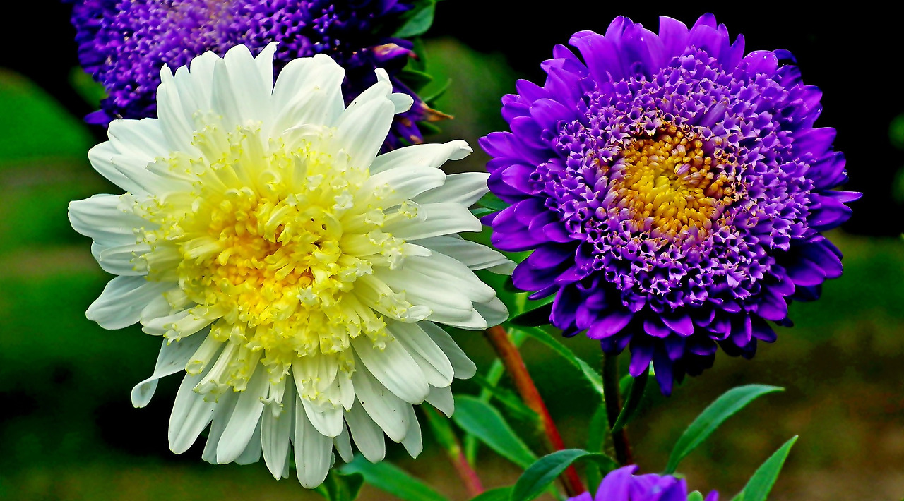 asters-4738865_1920.jpg