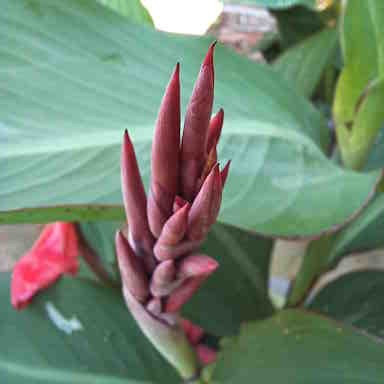 12단지 유치원 칸나, 봉선화, 계오등 021.jpg