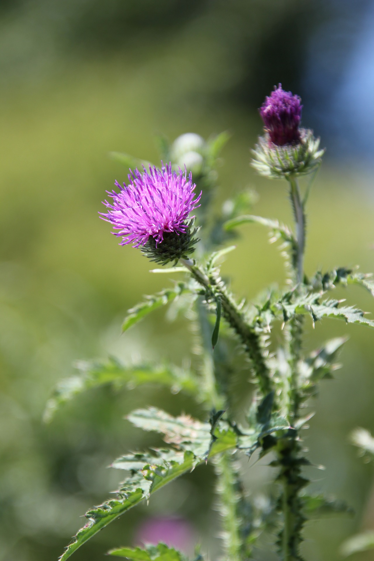 thistle-7278132_1920.jpg
