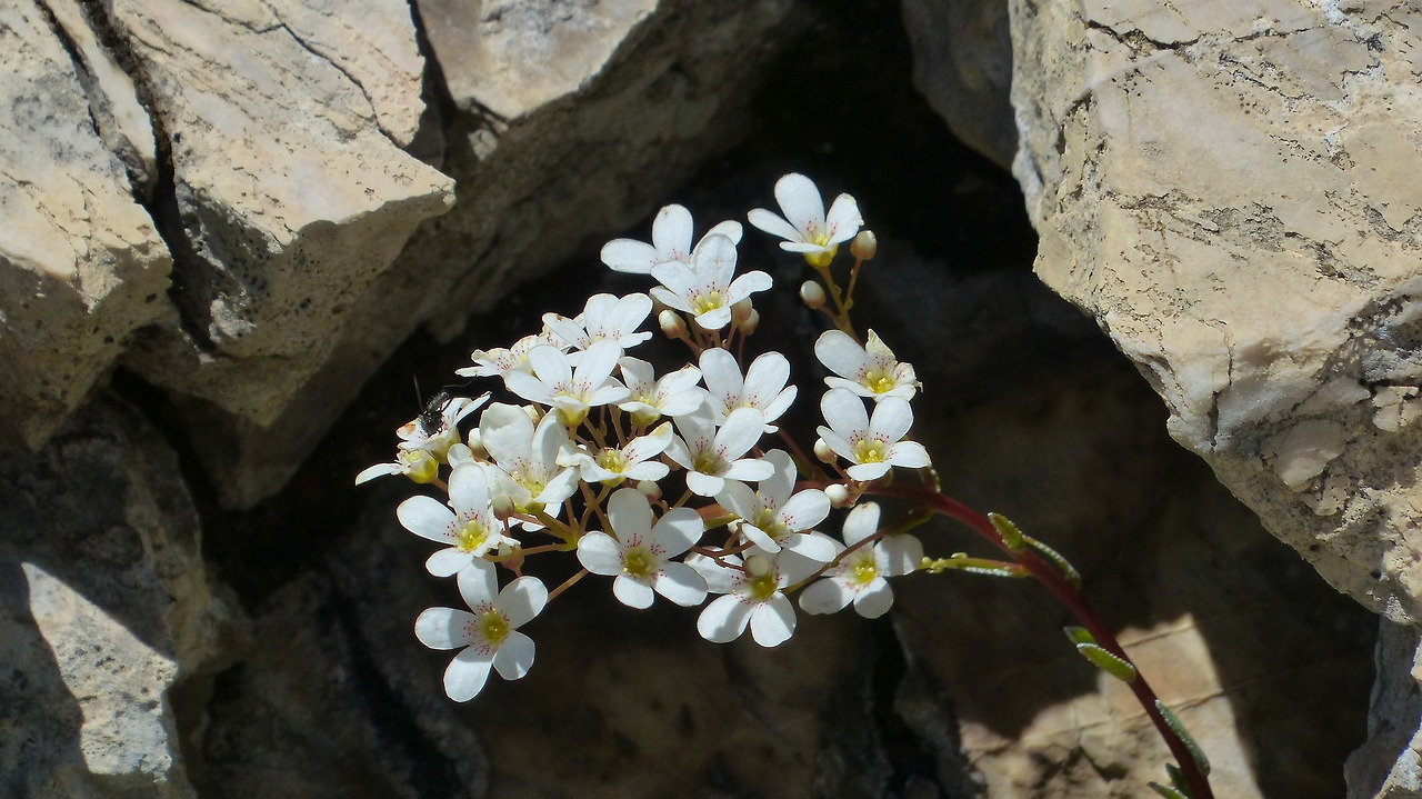 spoon-leaf-saxifrage-183877_1920.jpg