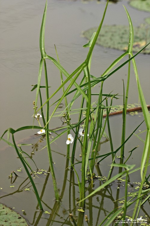 ib58_1941_i3 출처 국립수목원 국가생물종지식정보 식물.jpg