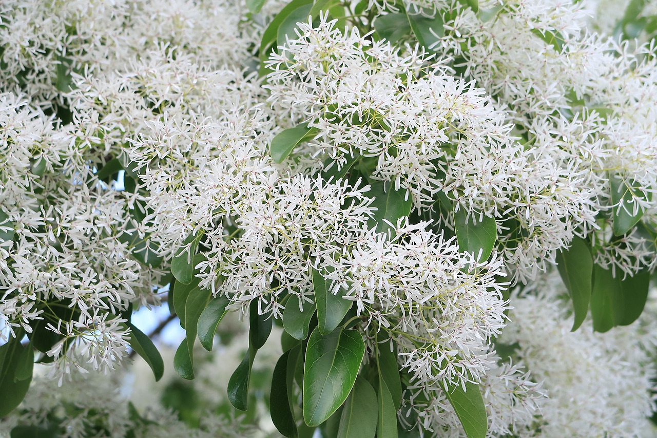 chionanthus-retusus-3381150_1920.jpg
