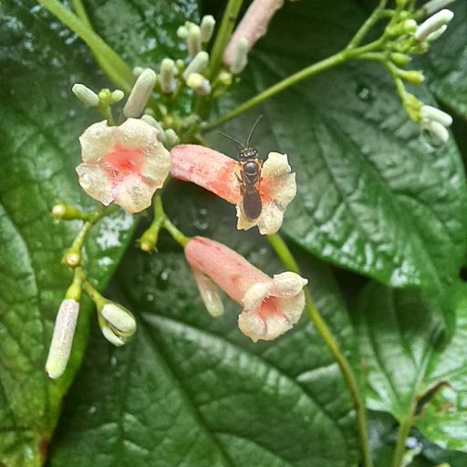 12단지 유치원 칸나, 봉선화, 계오등 087.jpg