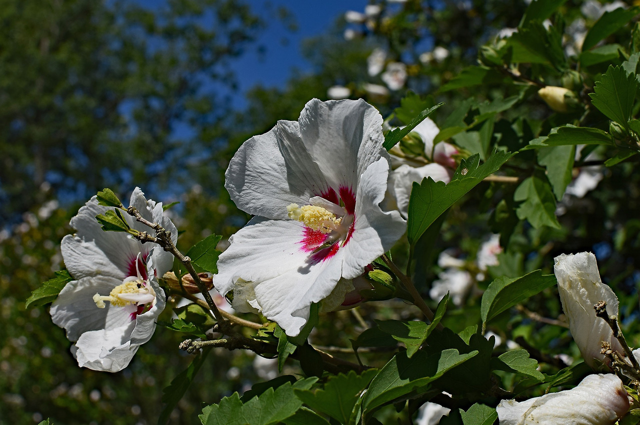 rose-of-sharon-2455844_1920.jpg