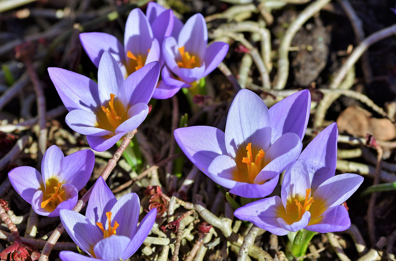 crocus-4002221_1920.jpg