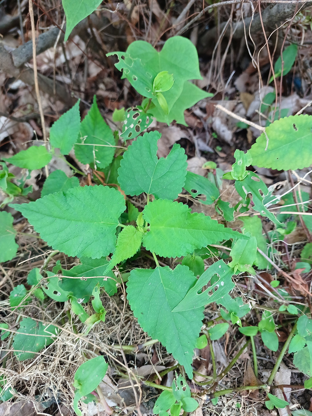 뽕모시풀20250914_134428 (2).jpg