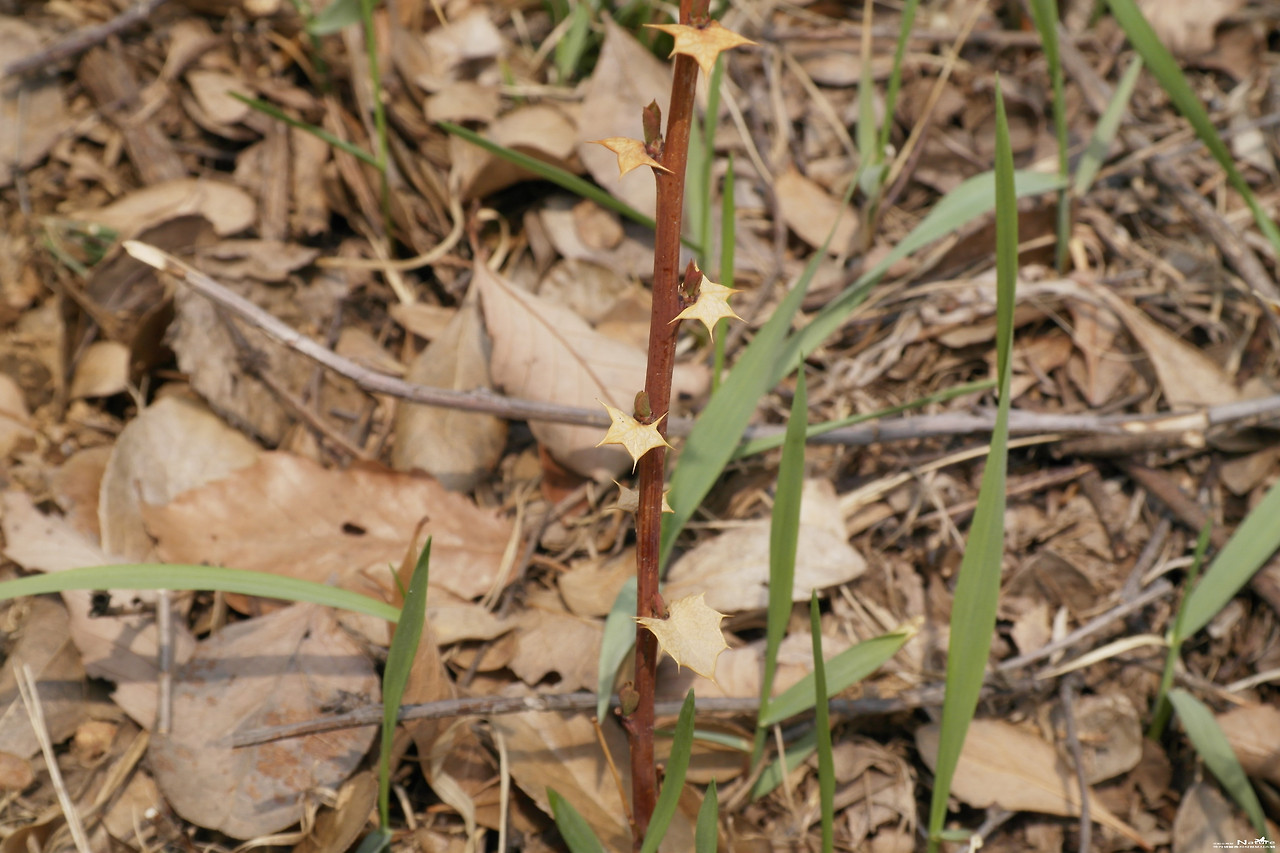 ib58_1513_i3 한국야생화도감 -봄.jpg